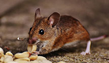 24 Hour & Emergency Exterminators in Ravalli, MT